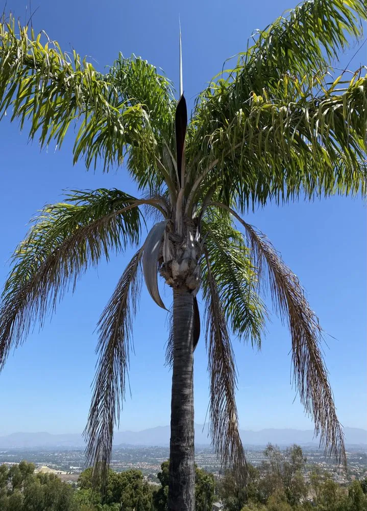 Custom lawn care service experts serving Laguna Niguel, CA - E and C Landscaping Maintenance