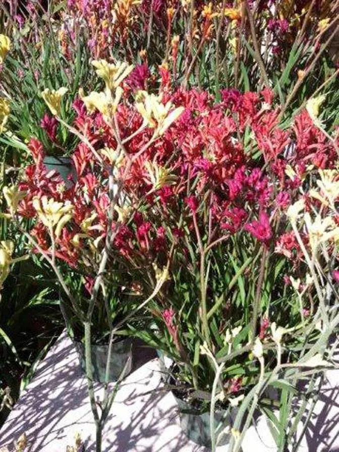 Custom landscape installation with custom design across Garden Grove, CA - E and V Landscape