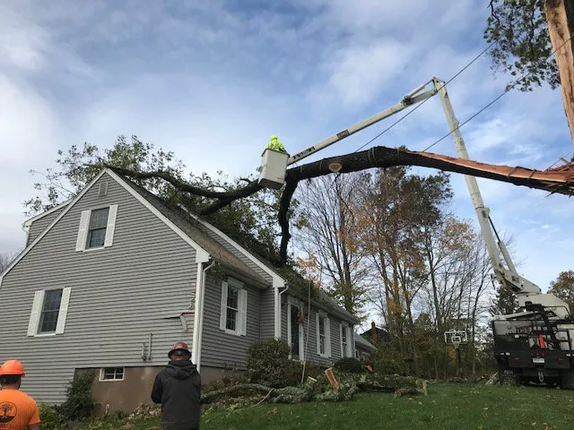Expert outdoor landscaping for homes across Cheshire, CT - E C Tree