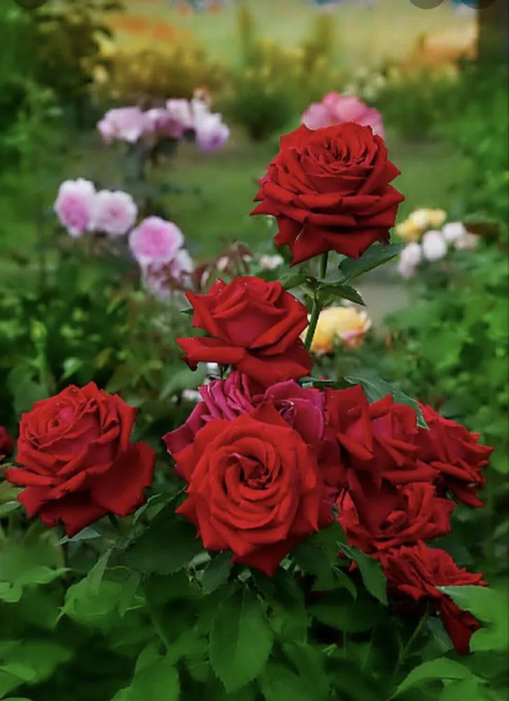 Local residential landscaping in Monroe, CT - E L Landscaping Services