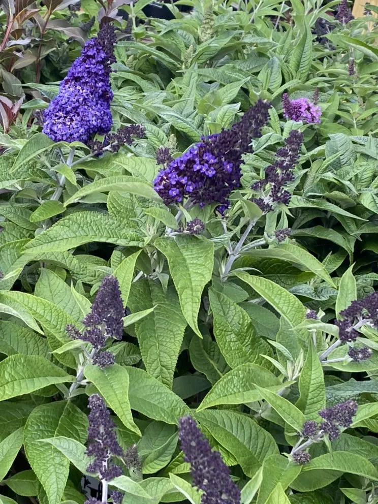 Top-rated outdoor landscaping in Monroe, CT by E L Landscaping Services