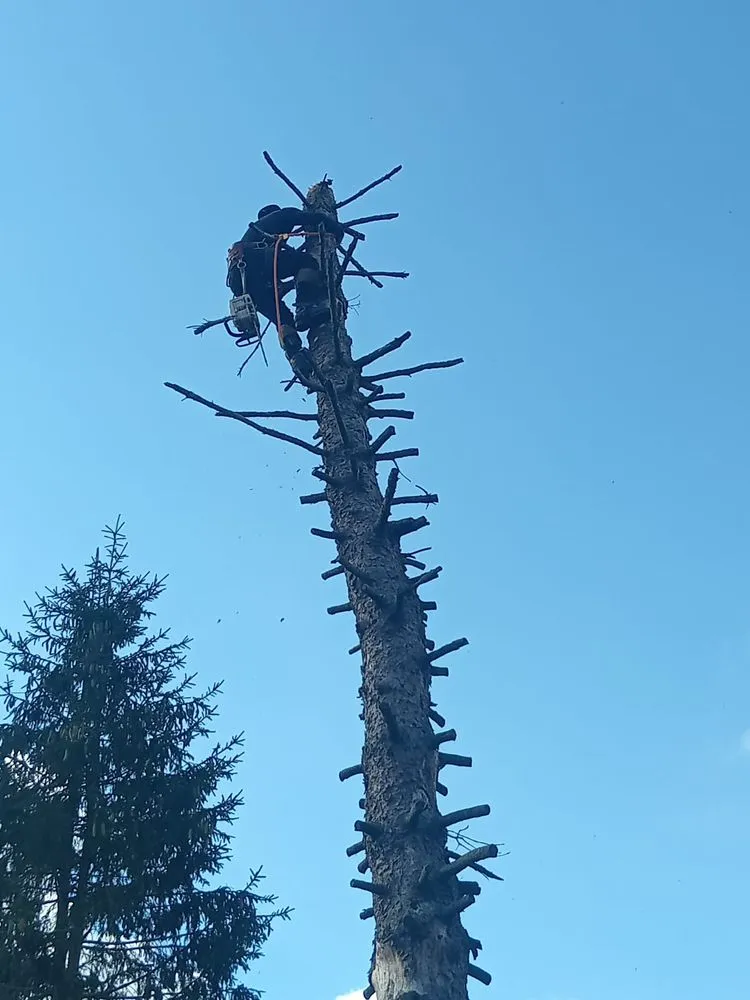 Top-rated yard cleanup service experts serving Mastic Beach, NY - E Lawn Care