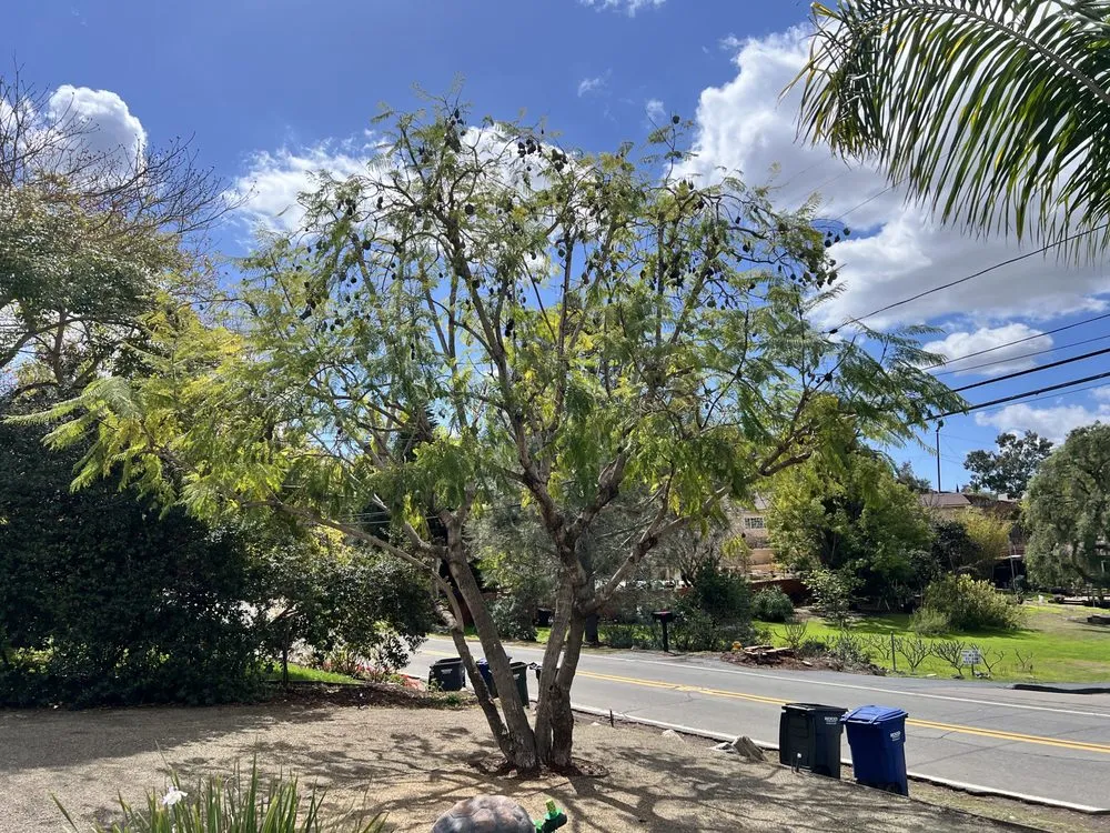 Trusted lawn care service for residential properties in La Mesa, CA by E-Lawn