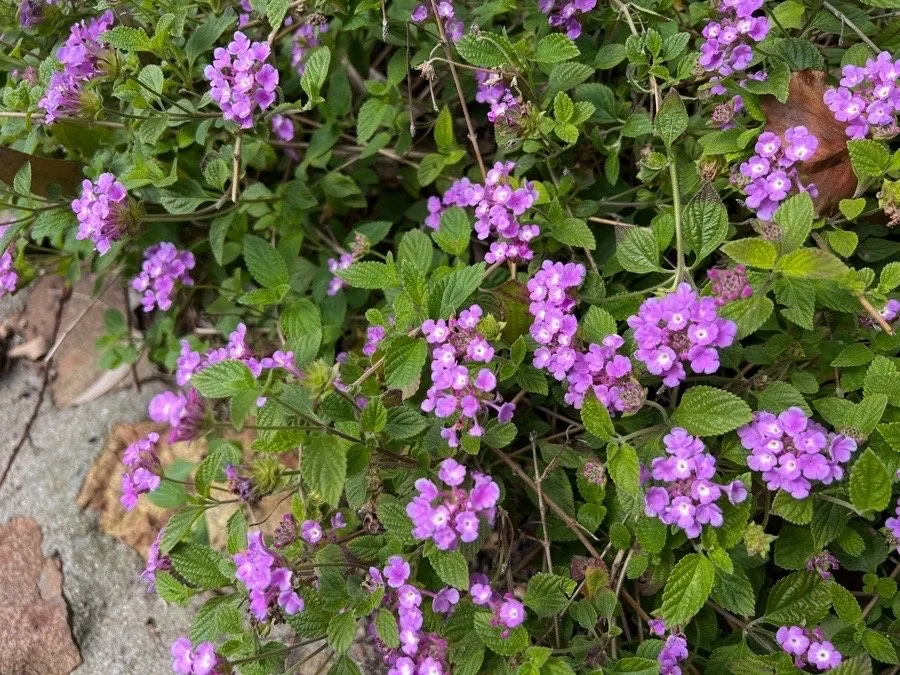 Expert landscaping services with custom design across La Mesa, CA - E-Lawn