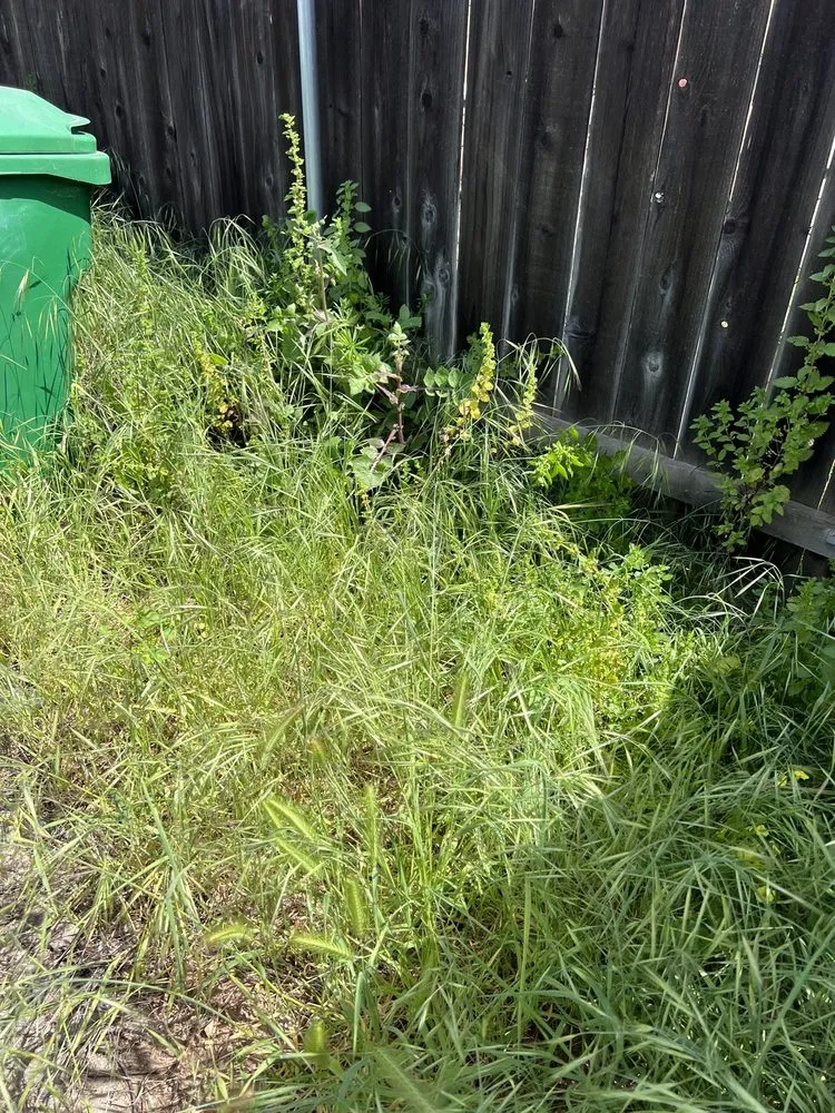 Expert yard maintenance for outdoor upgrades in La Mesa, CA by E-Lawn