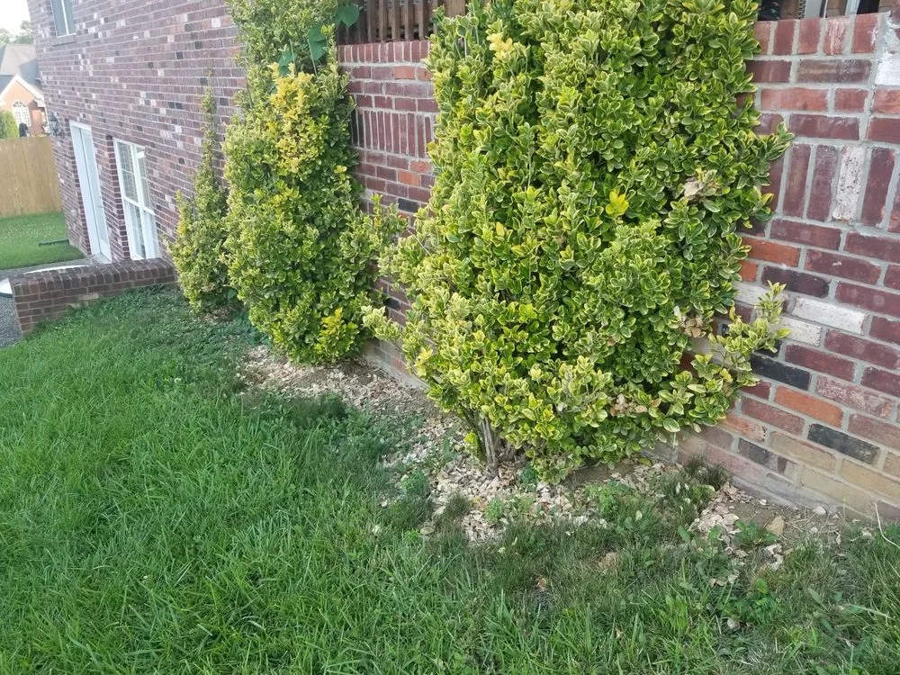 Trusted yard cleanup service for beautiful yards in Louisville, KY by E M Landscaping Source