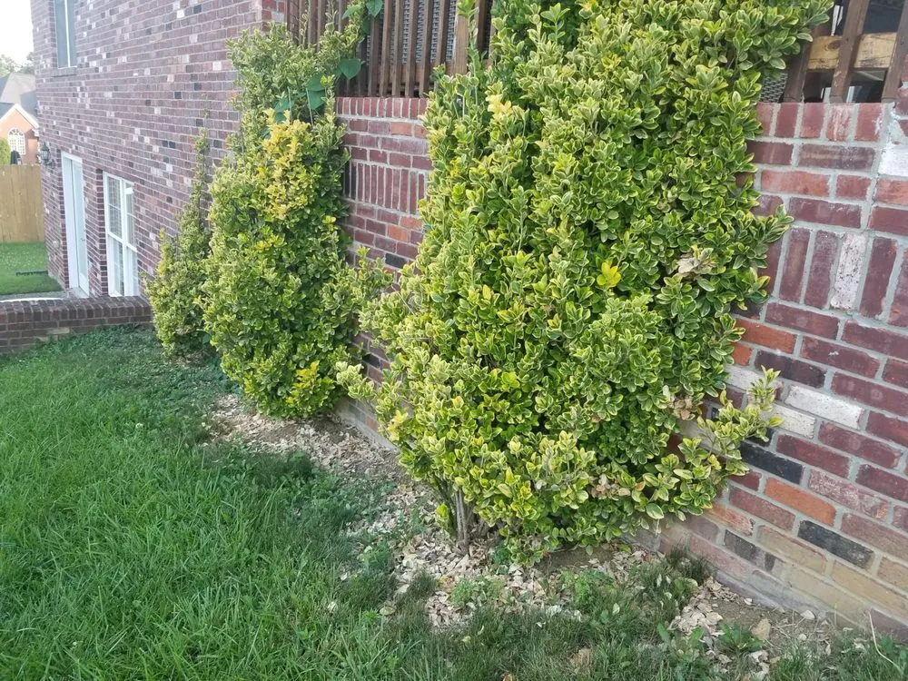 Reliable landscape design experts serving Louisville, KY - E M Landscaping Source