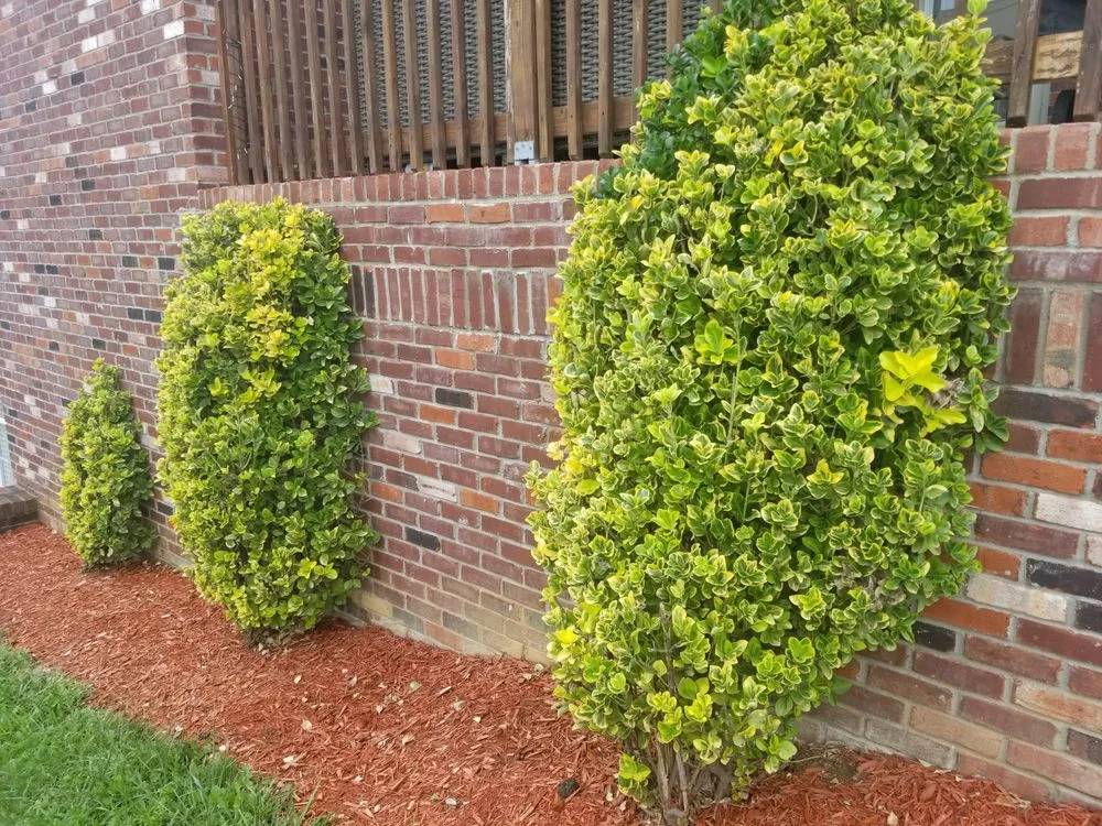 Professional landscape installation in Louisville, KY - E M Landscaping Source