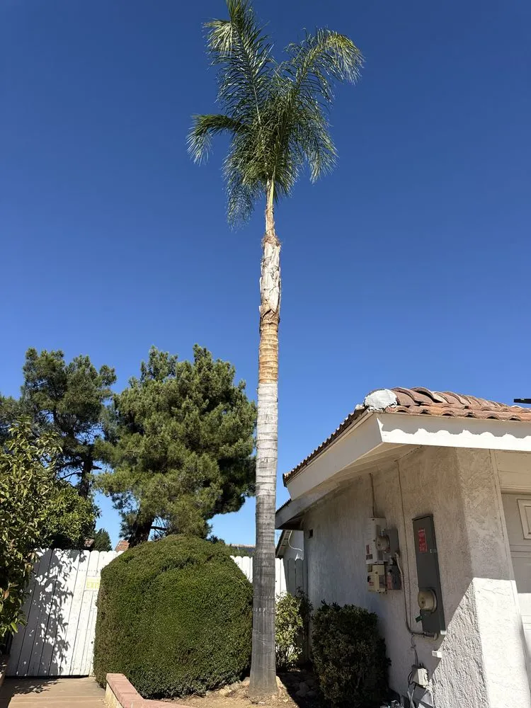 Expert yard cleanup service for outdoor upgrades in San Bernardino, CA by E N D Landscaping