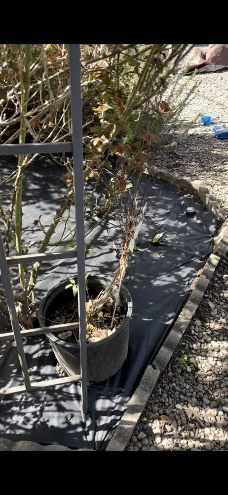 Professional yard cleanup service with custom design in Salem, OR by E-O landscape & More