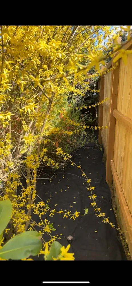 Affordable lawn mowing service for year-round maintenance across Salem, OR - E-O landscape & More