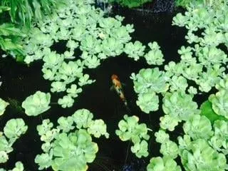 Trusted residential landscaping near you in Miami, FL by E Rodriguez Landscaping