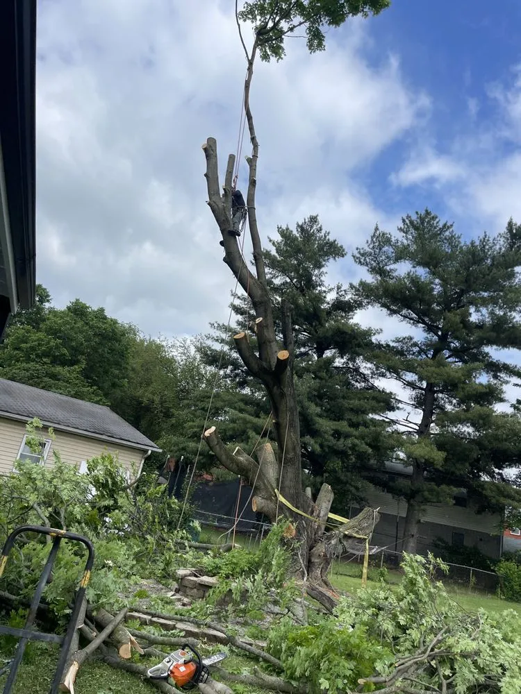 Professional yard maintenance in Okolona, KY - E Samuel's Tree Services