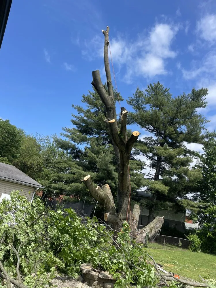 Affordable yard maintenance for outdoor upgrades across Okolona, KY - E Samuel's Tree Services