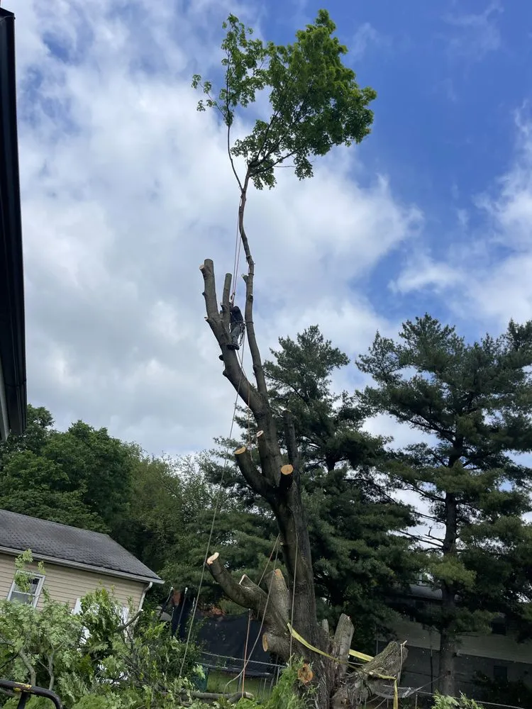 Trusted yard maintenance experts serving Okolona, KY - E Samuel's Tree Services