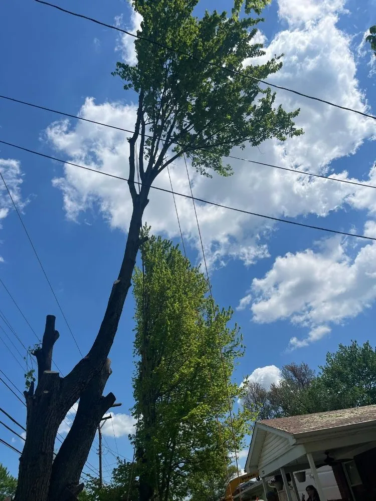 Custom yard maintenance for outdoor upgrades across Okolona, KY - E Samuel's Tree Services