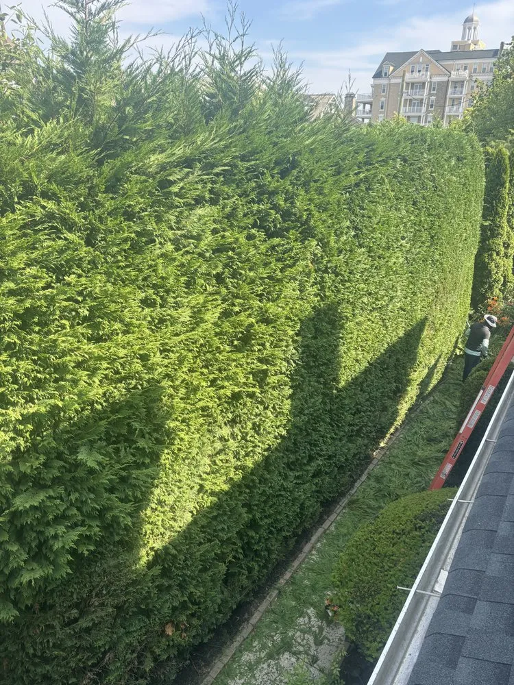 Local yard maintenance in Neptune City, NJ - E Sanchez Landscaping