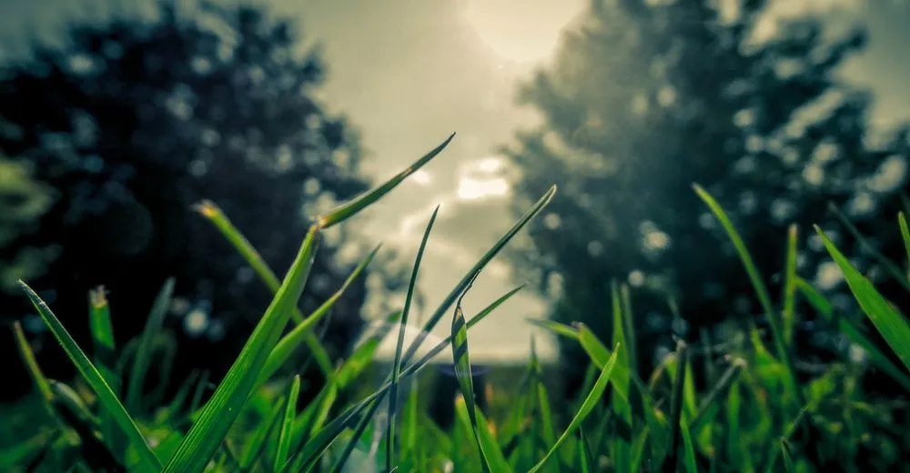 Professional lawn mowing service in Front Royal, VA by E-Scapes