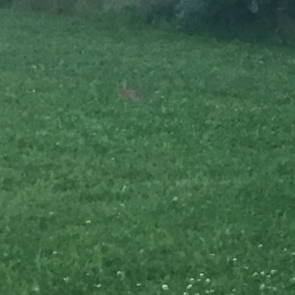 Trusted landscape installation in Front Royal, VA by E-Scapes