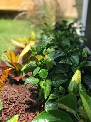 E-Scapes Landscape Contractors Logo