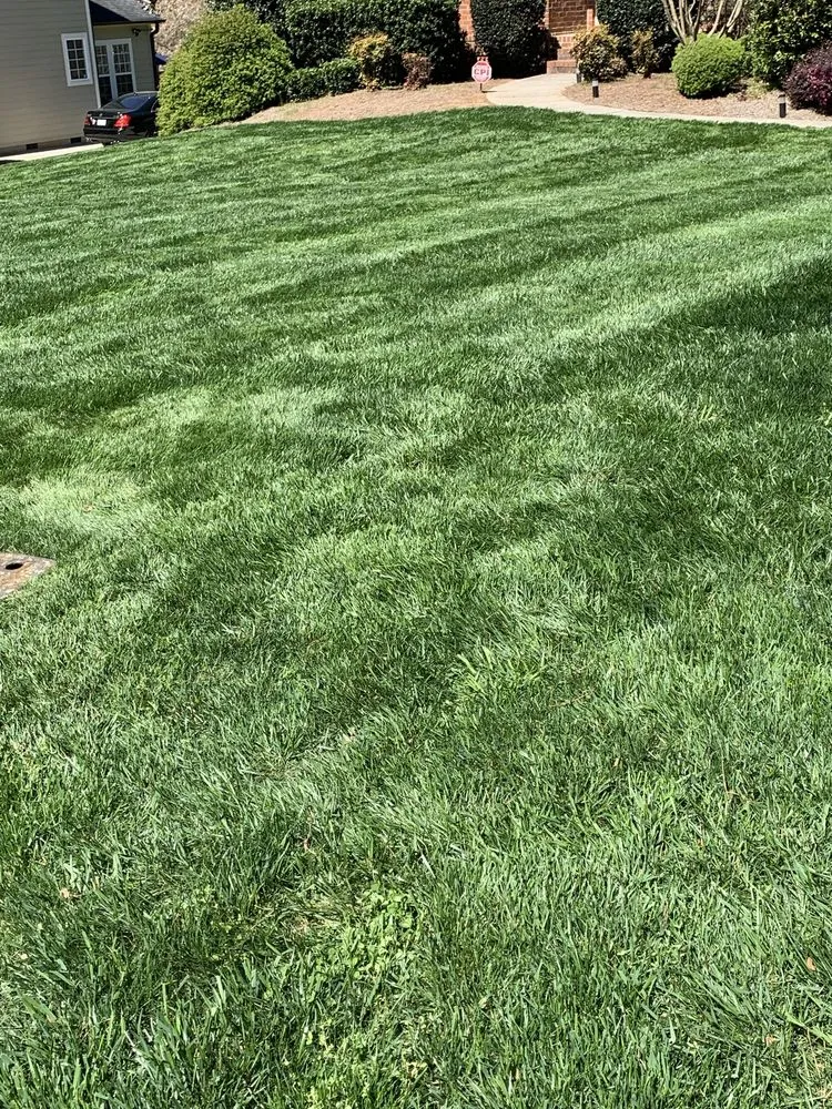 Local yard cleanup service in Charlotte, NC - E Z Lawn Service