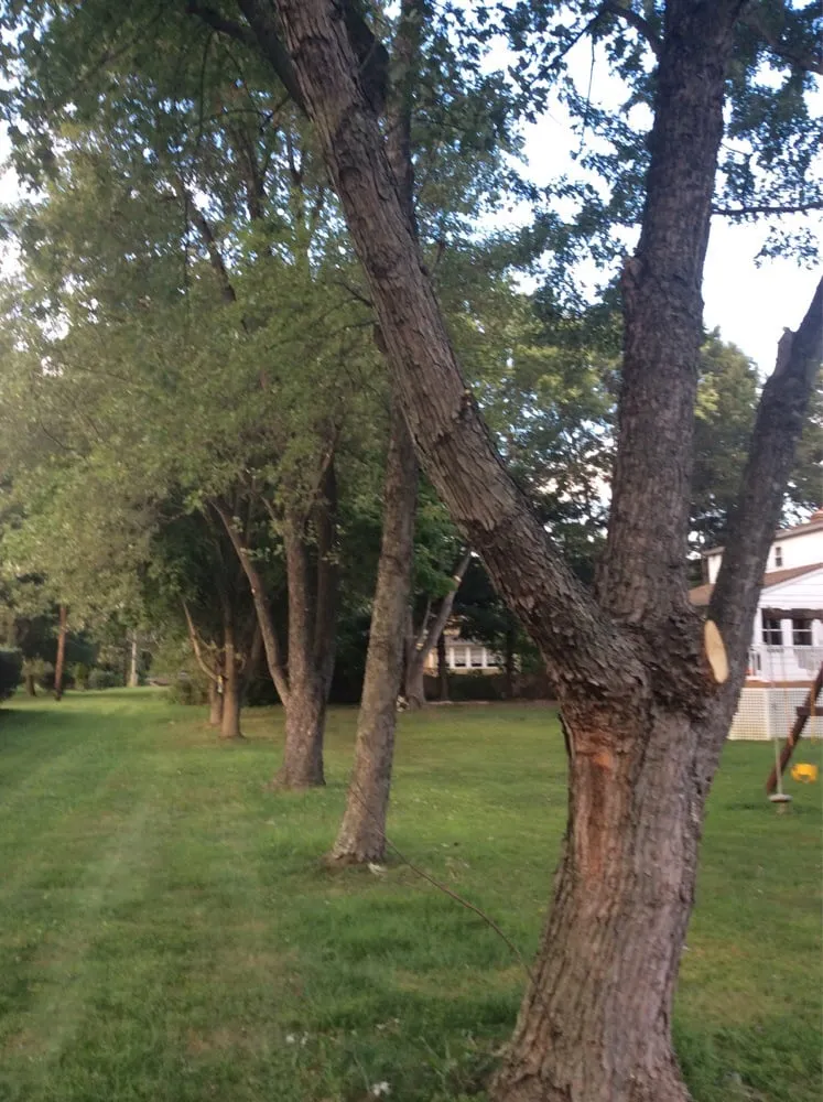 Custom lawn mowing service in Deptford, NJ by E-Z Tree Care and Removal Service - Gloucester County