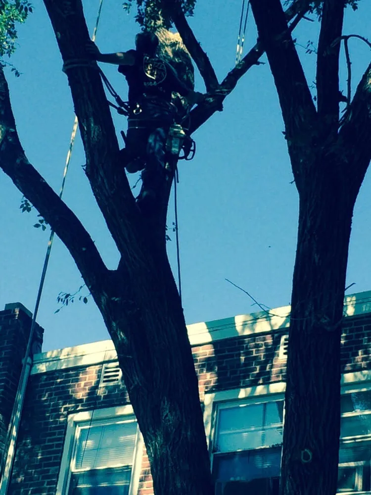 Reliable landscaping services in Gloucester City, NJ - E-Z Tree Care and Removal Service