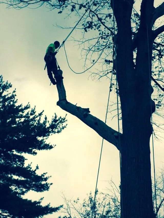 Affordable yard cleanup service in Gloucester City, NJ by E-Z Tree Care and Removal Service