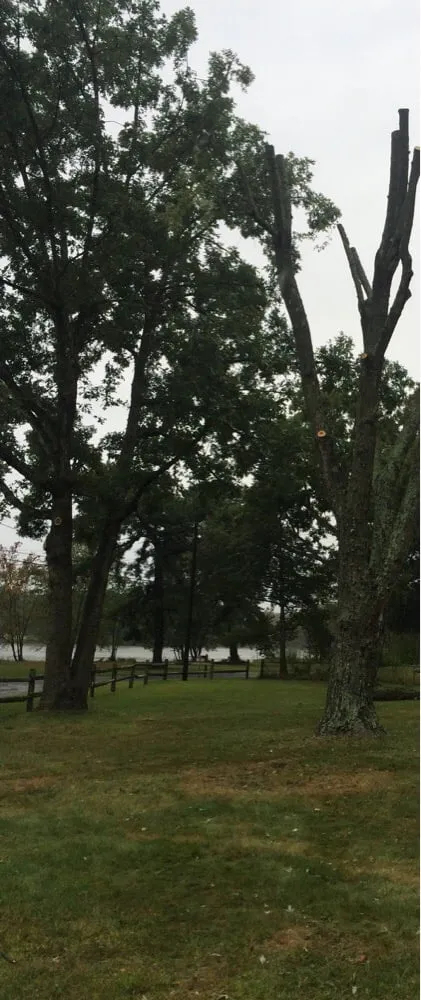 Custom yard maintenance in Gloucester City, NJ - E-Z Tree Care and Removal Service