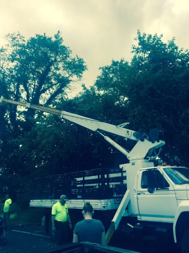 Local yard cleanup service experts serving Gloucester City, NJ - E-Z Tree Care and Removal Service