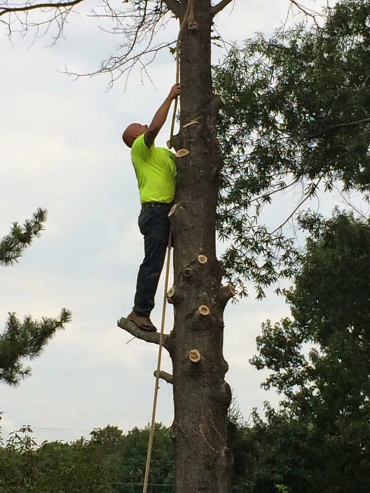 Expert landscaping services in Gloucester City, NJ by E-Z Tree Care and Removal Service