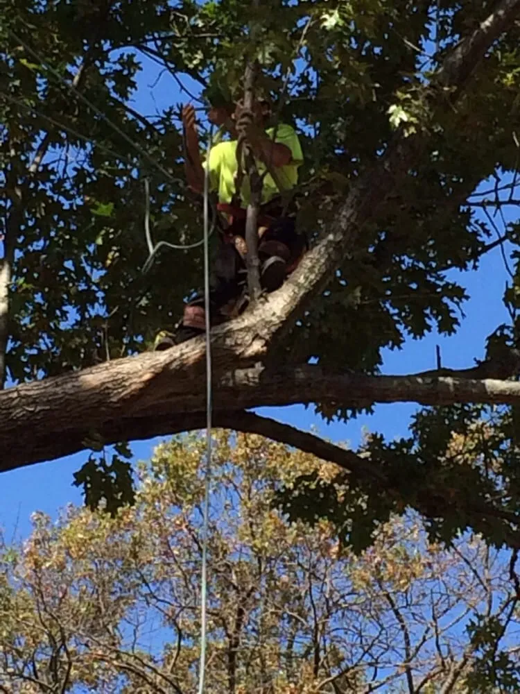 Custom landscape design in Gloucester City, NJ - E-Z Tree Care and Removal Service