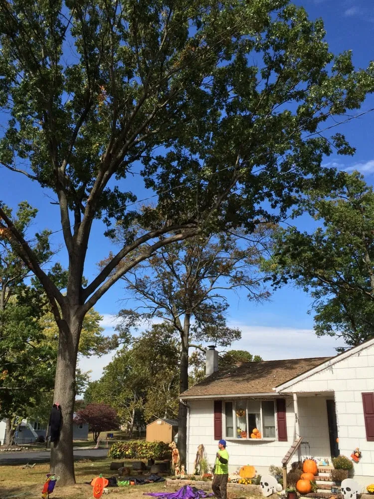 Local residential landscaping for year-round maintenance in Gloucester City, NJ by E-Z Tree Care and Removal Service