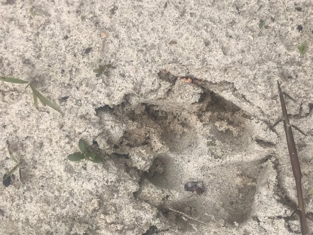 Trusted outdoor landscaping experts serving Orlando, FL - E.A. Barber Landclearing and Pond Restoration