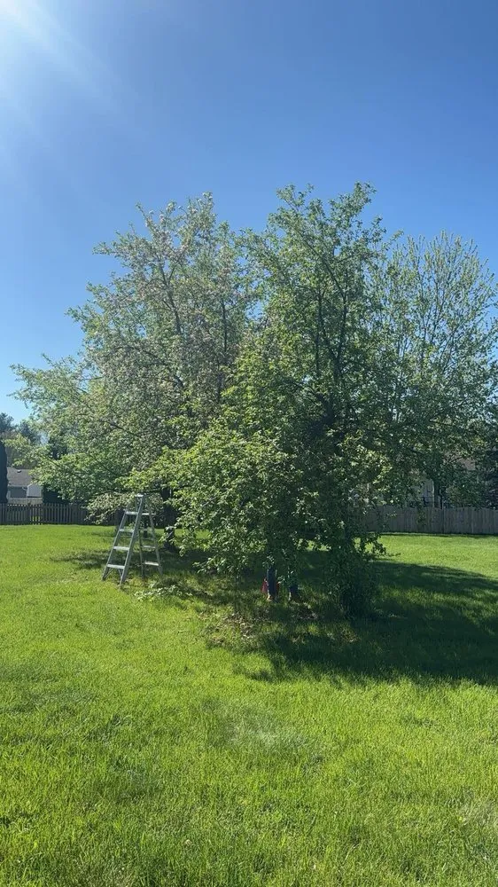 Local landscaping services experts serving Rockford, IL - E&A Lawn Care Tree Care and More