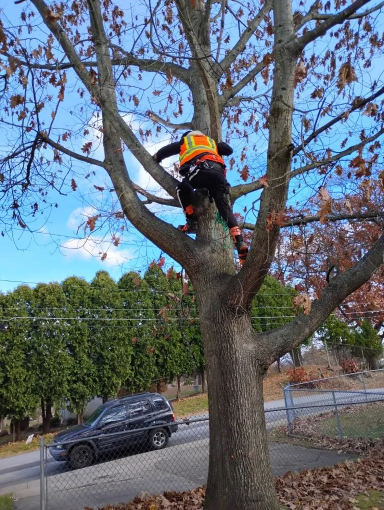 Reliable lawn care service in Carbondale, PA by E&A Lawncare