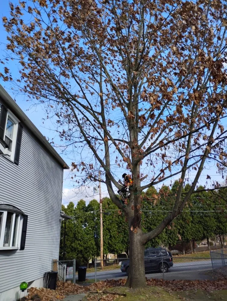 Custom yard maintenance for homes in Carbondale, PA by E&A Lawncare