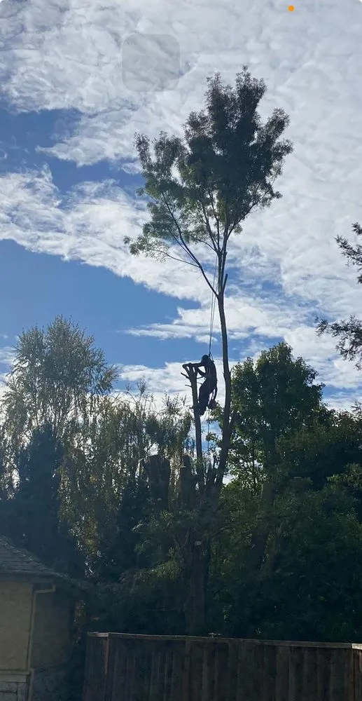 Reliable lawn care service in Gilroy, CA - E&A Tree Care