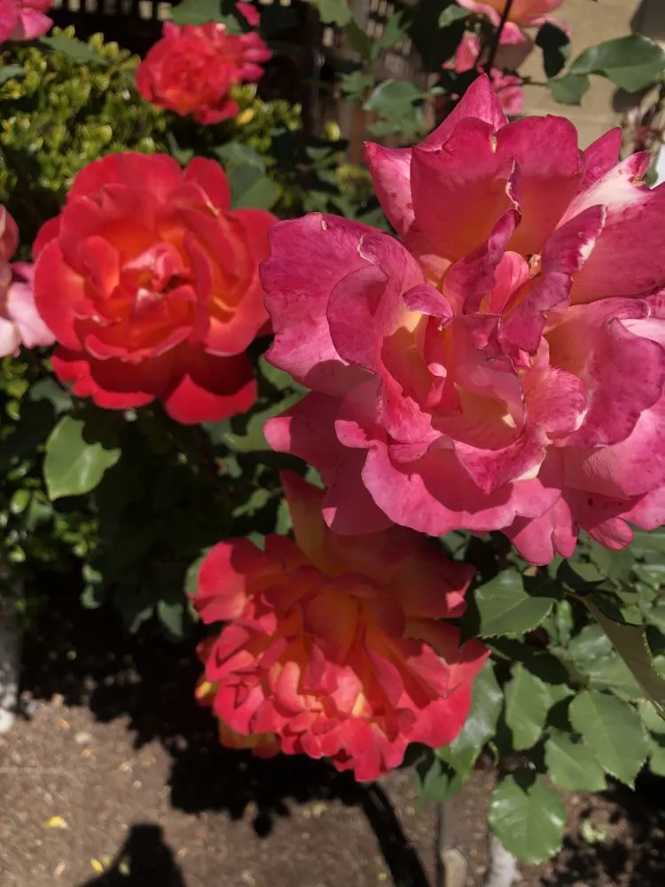 Affordable residential landscaping in East Palo Alto, CA - E&A Venados