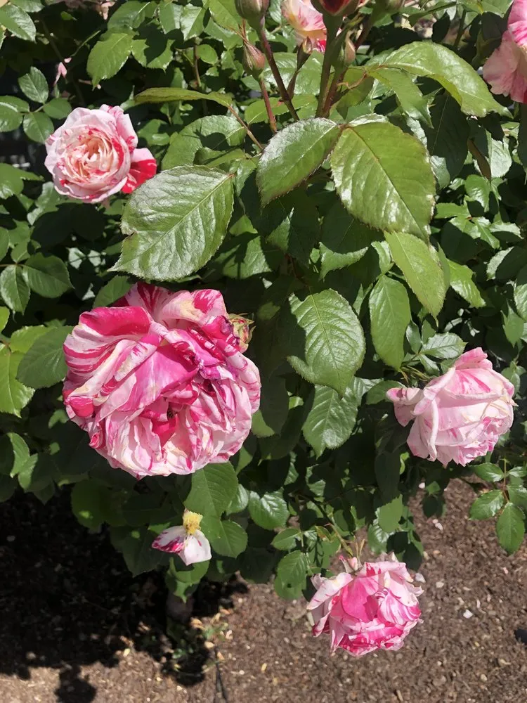 Local landscaping services experts serving East Palo Alto, CA - E&A Venados