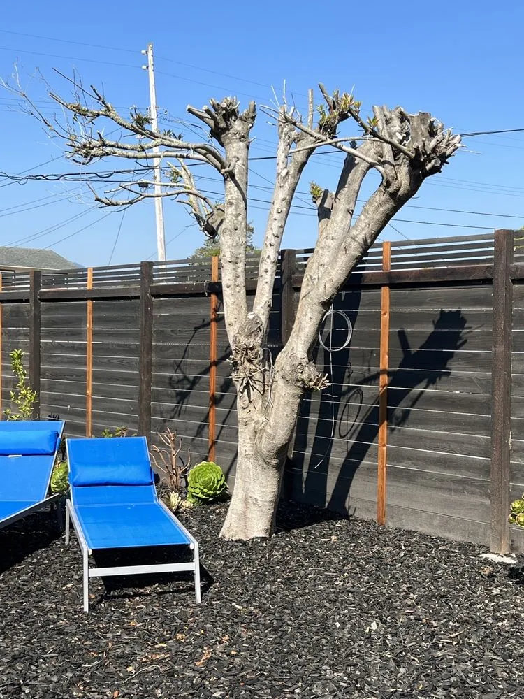 Top-rated landscape installation for year-round maintenance in East Palo Alto, CA by E&A Venados