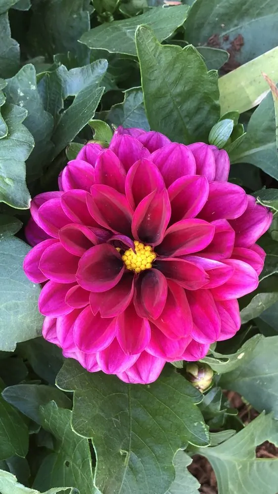 Professional yard maintenance in East Palo Alto, CA by E&A Venados