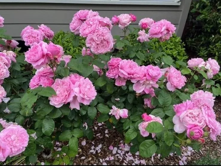 Expert landscape installation experts serving East Palo Alto, CA - E&A Venados