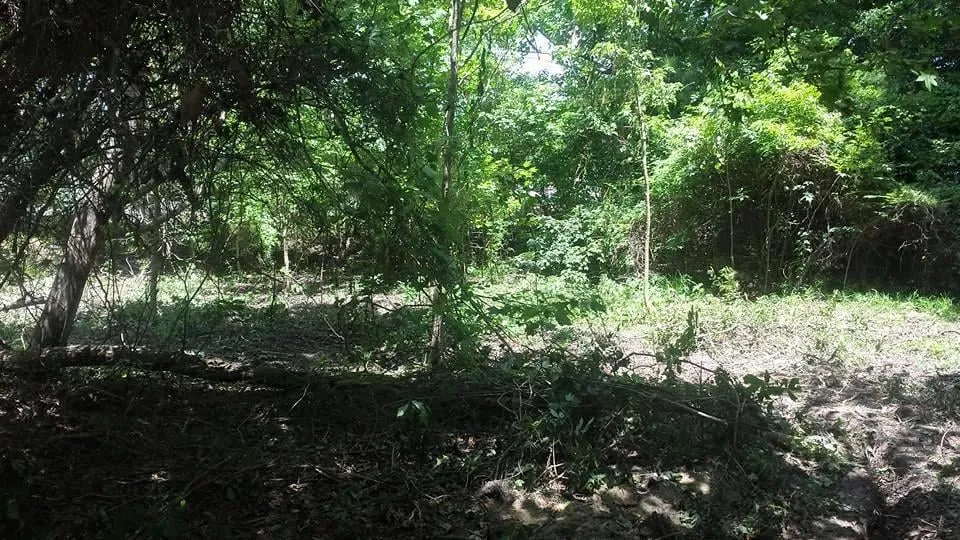 Reliable landscaping services in Myrtle Beach, SC by Eagle Brothers Landscaping