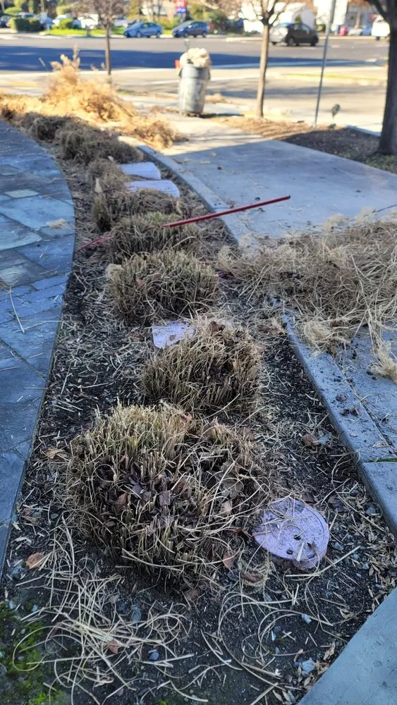 Professional landscape design experts serving San Jose, CA - Eagle Contractor Landscape