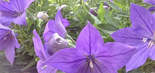 Trusted residential landscaping experts serving Indianapolis, IN - Eagle Creek Nursery & Landscape