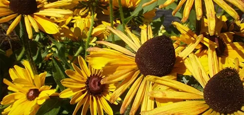 Top-rated yard cleanup service in Indianapolis, IN by Eagle Creek Nursery & Landscape