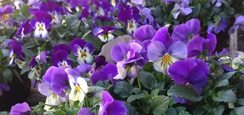 Reliable residential landscaping in Indianapolis, IN - Eagle Creek Nursery & Landscape