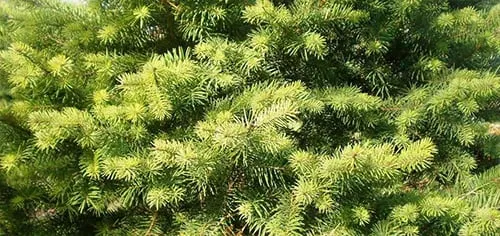 Professional garden landscaping for year-round maintenance across Indianapolis, IN - Eagle Creek Nursery & Landscape