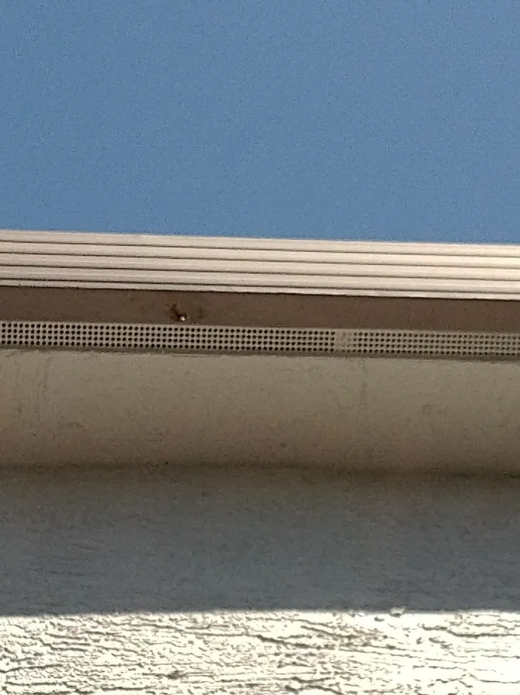 Local yard cleanup service in Sacramento, CA - Eagle Eye Gutters & Repair